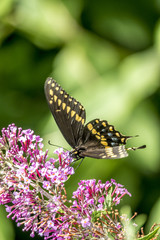 Papilio polyxenes, eastern black swallowtail