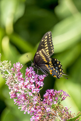 Papilio polyxenes, eastern black swallowtail