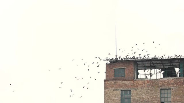 Group of pigeon gathered on rooftop. Flock of pigeons swarming over the old abandoned building.