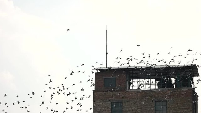 Flock of birds leaving the roof. Old abandoned building against white sky background.