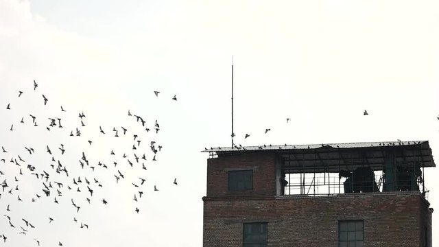 Old abandoned building roof and flock of birds. Flight of pigeons, slow motion, white sky background.