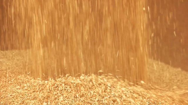 Pouring corn grain after harvest, close up. Falling yellow wheat.