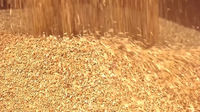 Wheat falling on heap. Yellow harvest flowing down, close up.