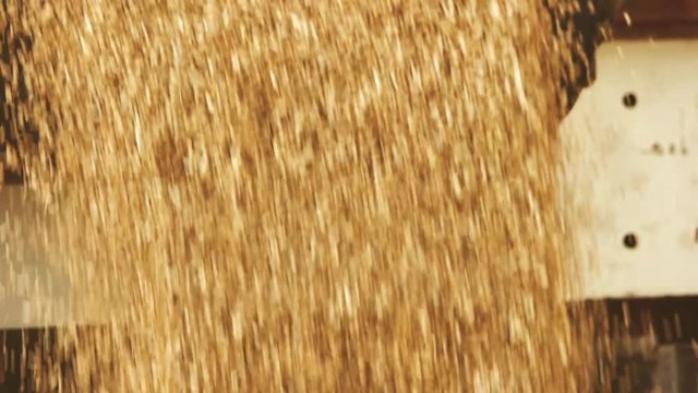 Unloading wheat grain, slow motion. Close up yellow corn pouring down.