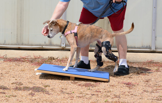 Dog Rehabilitation exercise on rocker board for dog with 2 orthotic braces for knee ligament injuries