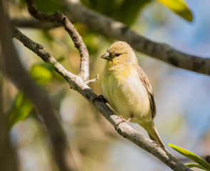 Little Yellow Finch