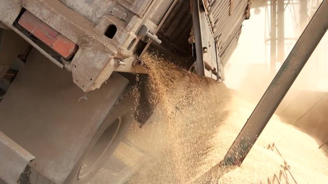 Wheat is strewing. Wheat is unloaded from a truck.