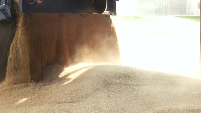 Unloading grain, making a pile. Falling corns out of truck, slow motion.