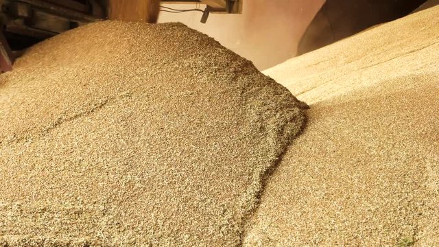 Dumping grain in storage facility. Filling big pile.