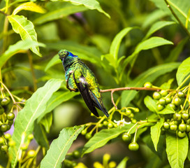 Hummingbird in the rainforest