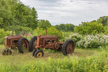 Obraz premium Antique tractors in field with dense undergrowth around them