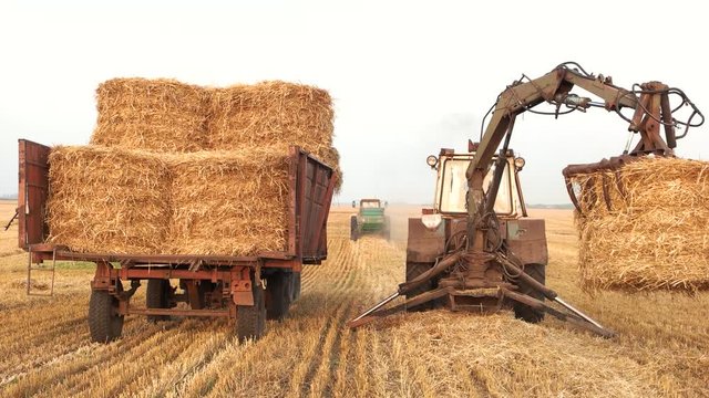 Tractor with fork grabber folding hay blocks. Transportation of pressed yellow hay blocks in a trailer, back view.