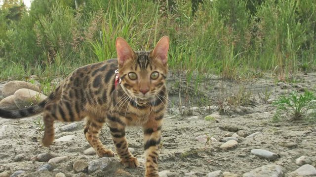 One cat bengal walks on the green grass. Bengal kitty learns to walk along the forest. Asian leopard cat tries to hide in the grass. Reed domesticated cat in nature. Domestic cat on beach near river.