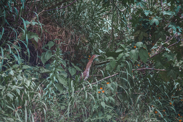 Wild striped Rufescent Tiger-Heron hiding in the bushes in its native central Ecuador
