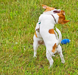 Jack Russell playing in the grass with the ball