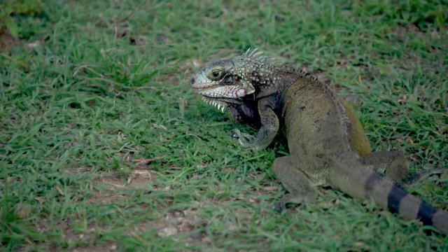 Iguana eating grass