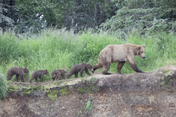Mother Bear Walking With Her Four Cubs