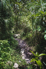Overgrown forest pathway leading to a waterfall on the famous Road of Waterfalls in Baños, Ecuador