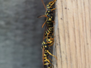 Wespen