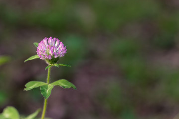 Clover Flower Close-up