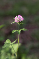 Clover Flower