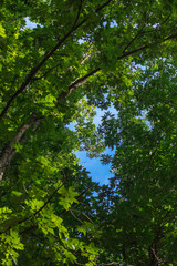 Fototapeta na wymiar Green Trees and Blue Sky 