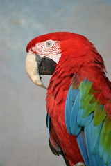 Fototapeta premium Scarlet Macaw parrot