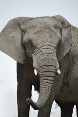 African elephant - close-up