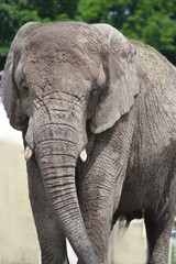 Fototapeta na wymiar African elephant - close-up