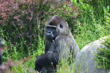Black orangutan sitting in grass © PX Media