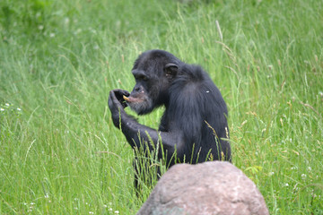 Chimpanzee sitting on grass
