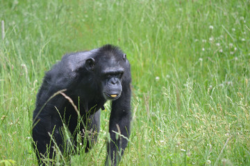 Chimpanzee walking on grass
