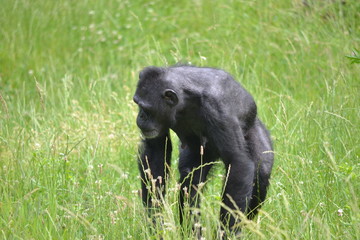 Chimpanzee walking on grass
