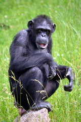 Fototapeta premium Chimpanzee sitting on grass