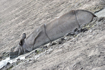 Obraz premium Rhinoceros laying in mud