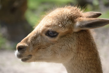 Lama - close-up photograph