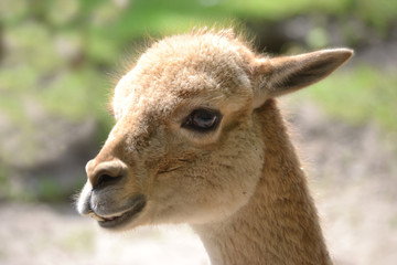 Lama - close-up photograph