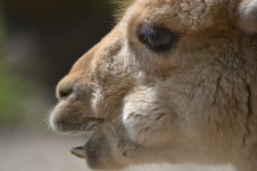 Lama - close-up photograph