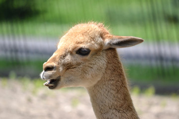 Lama - close-up photograph