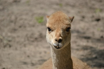 Lama - close-up photograph