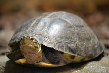Tortoise/ turtle - selective focus