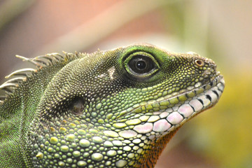 Lizard - head/ close-up
