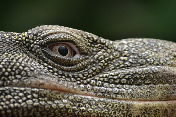 Lizard - head/ close-up