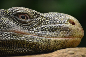 Lizard - head/ close-up