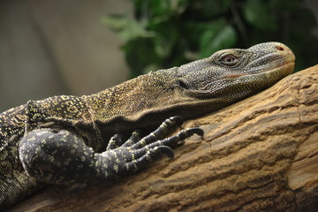 Lizard climbing up a tree