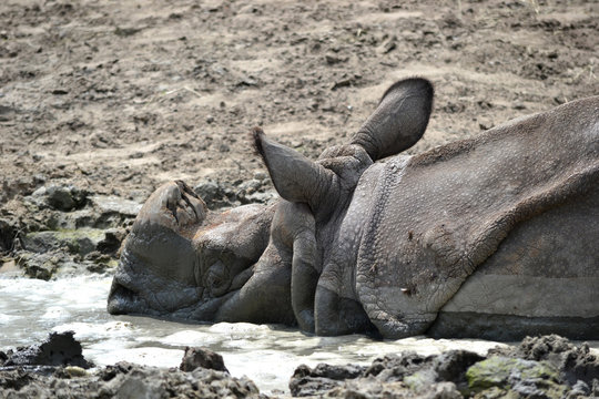 Rhinoceros laying in mud