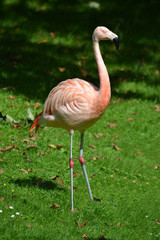 Pink flamingo standing on a grass