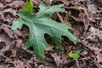 Green leaf on brown dead leaves