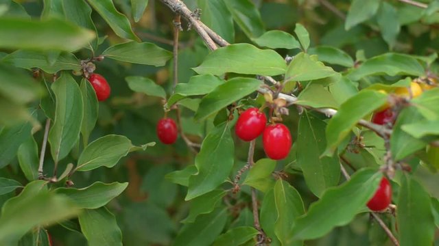 Red berries of cornelian cherry. Dogwood, cornus mas. Natural food.