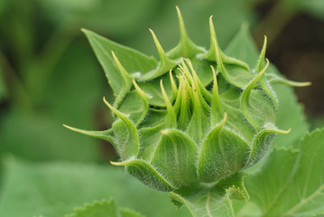 Sunflower green star phase